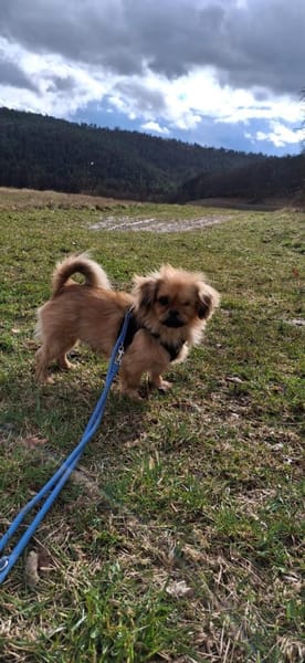 King Lui sucht sein Zuhause!