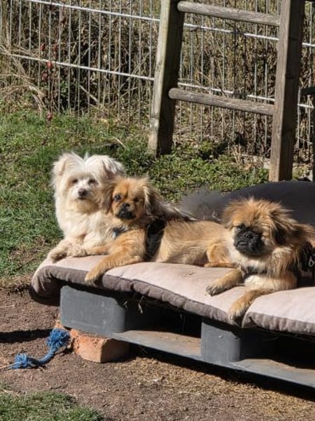 King Lui sucht sein Zuhause!