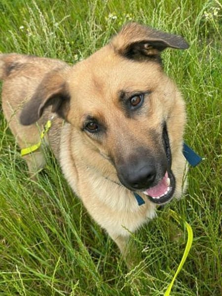 Hoppla hier kommt ALMA