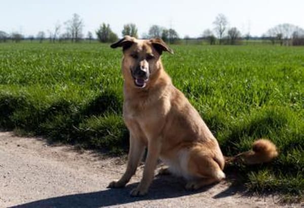 Hoppla hier kommt ALMA