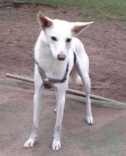 Sehnsüchtig hält Cosmo Ausschau nach DIR