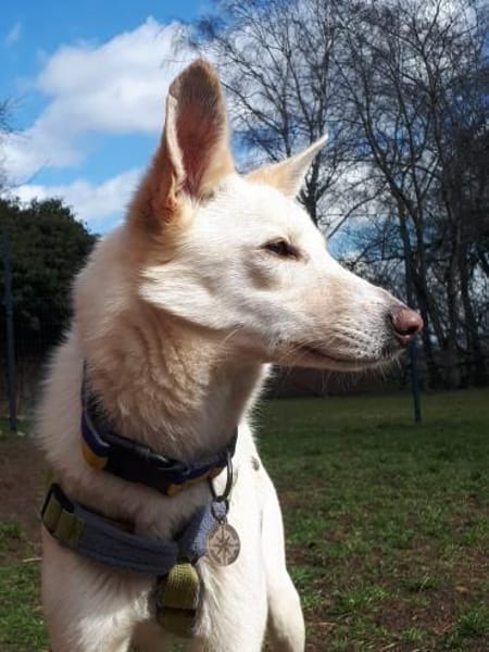 Sehnsüchtig hält Cosmo Ausschau nach DIR