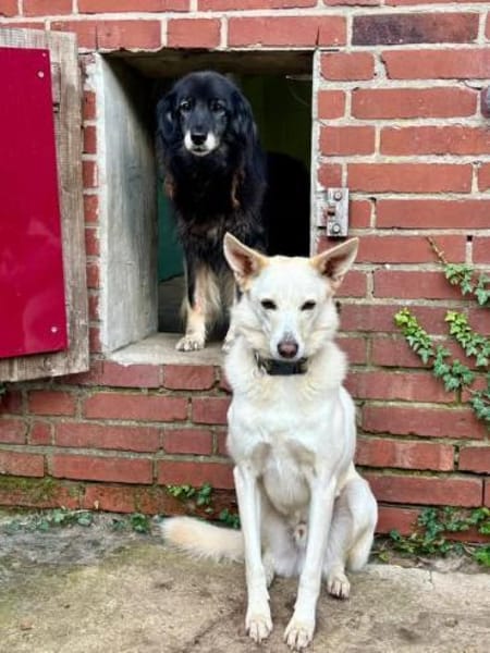 Sehnsüchtig hält Cosmo Ausschau nach DIR