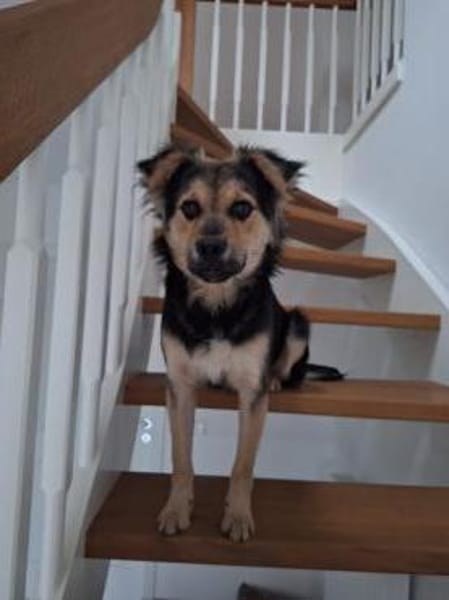 Bjarne - ein gescheiter Hundejunge