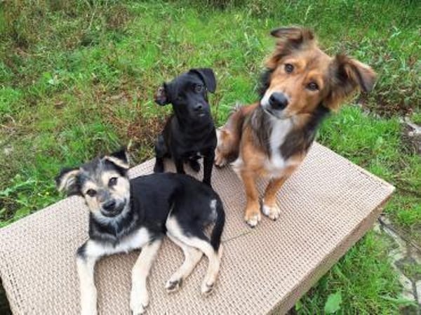 Bjarne - ein gescheiter Hundejunge