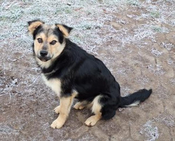 Bjarne - ein gescheiter Hundejunge