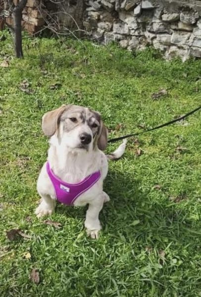 Toller Rüde sucht Körbchen