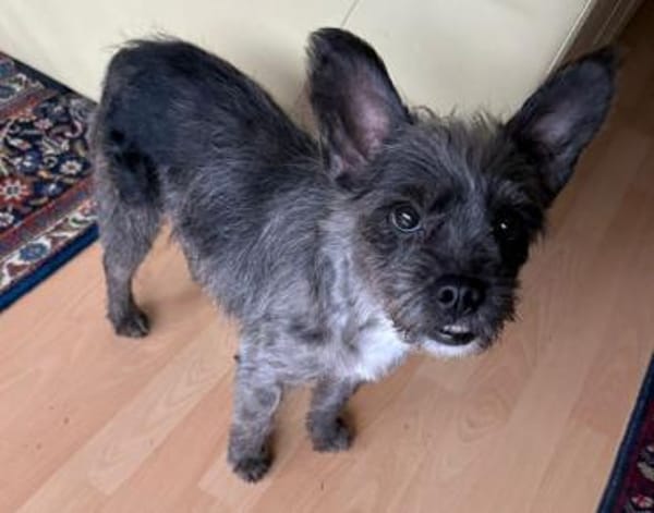 Saba° in 61194 Niddatal