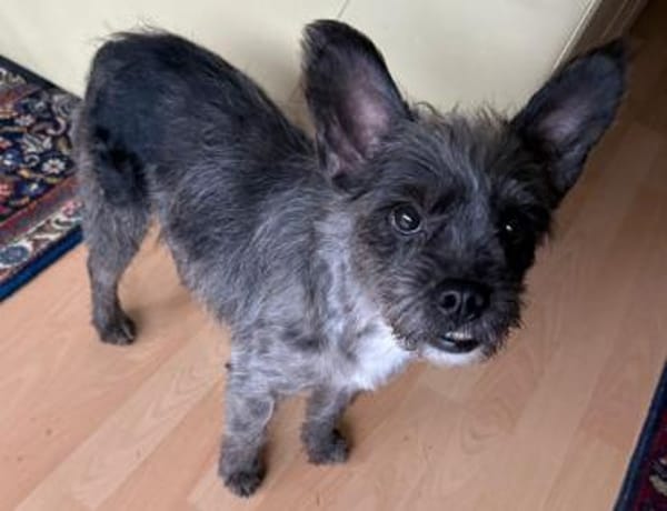 Saba° in 61194 Niddatal