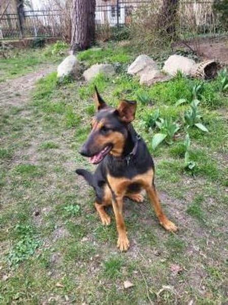 Hübsche, liebe Schäfi-Mix-Hündin