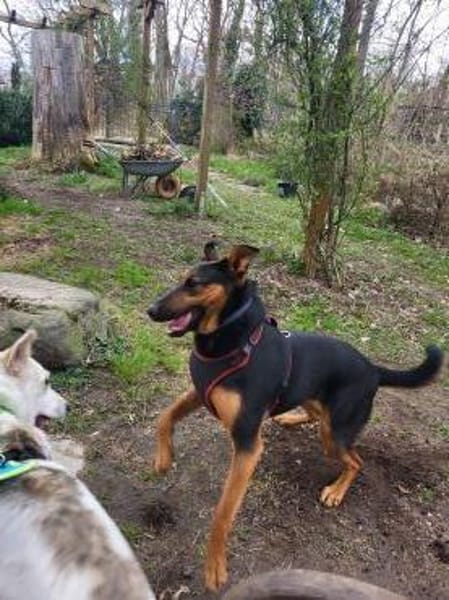 Hübsche, liebe Schäfi-Mix-Hündin