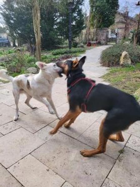 Hübsche, liebe Schäfi-Mix-Hündin