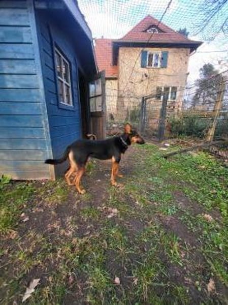 Hübsche, liebe Schäfi-Mix-Hündin