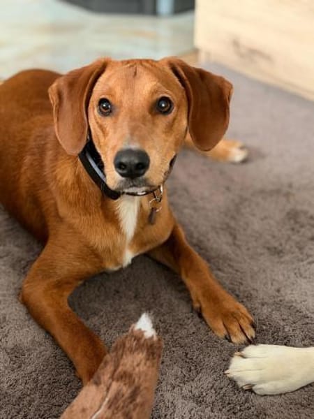 💙🐾💙Toni sucht seine Menschen