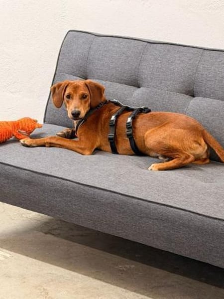 💙🐾💙Toni sucht seine Menschen