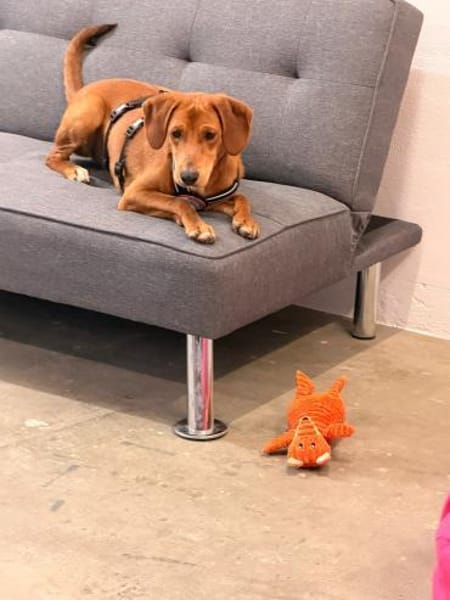 💙🐾💙Toni sucht seine Menschen