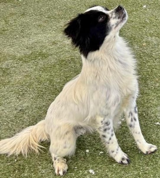 Merlin sucht dringend erfahrenes Zuhause