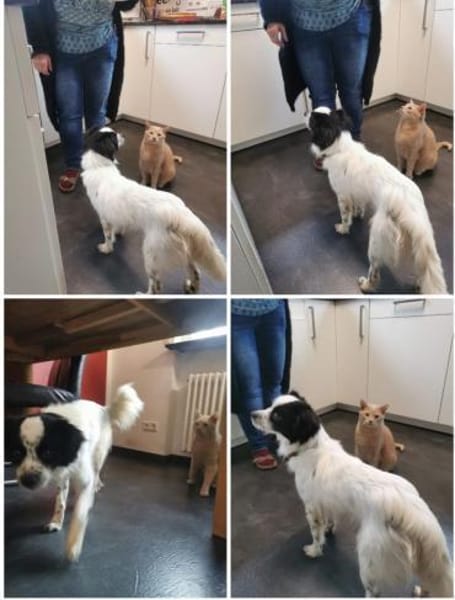 Merlin sucht dringend erfahrenes Zuhause