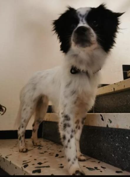 Merlin sucht dringend erfahrenes Zuhause