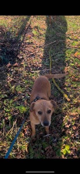 Bamby - liebevolle Hündin