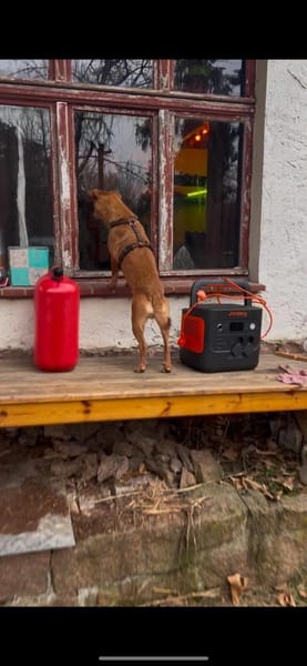 Bamby - liebevolle Hündin