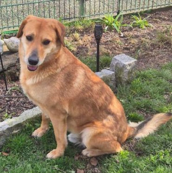 Fröhlicher Frodo sucht sein Zuhause