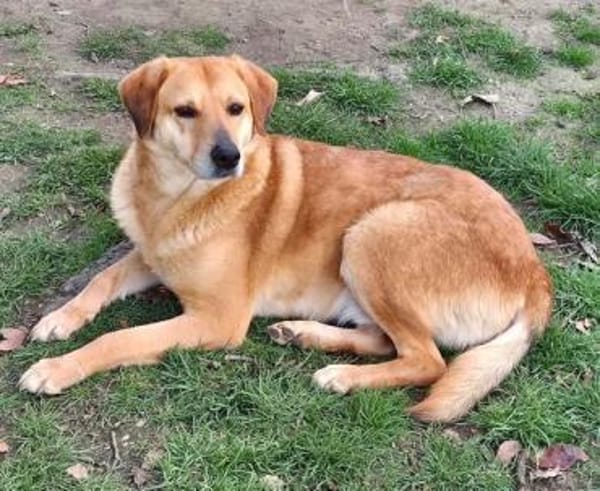 Fröhlicher Frodo sucht sein Zuhause