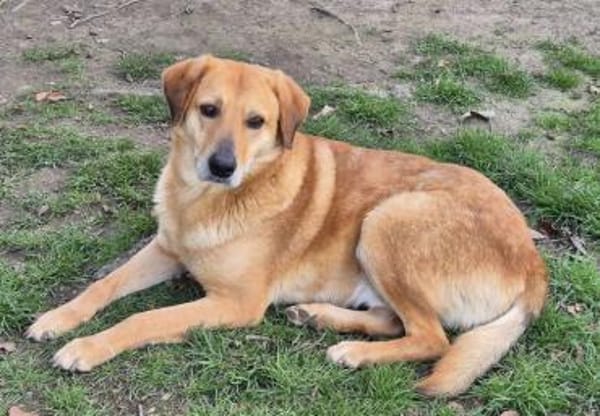 Fröhlicher Frodo sucht sein Zuhause