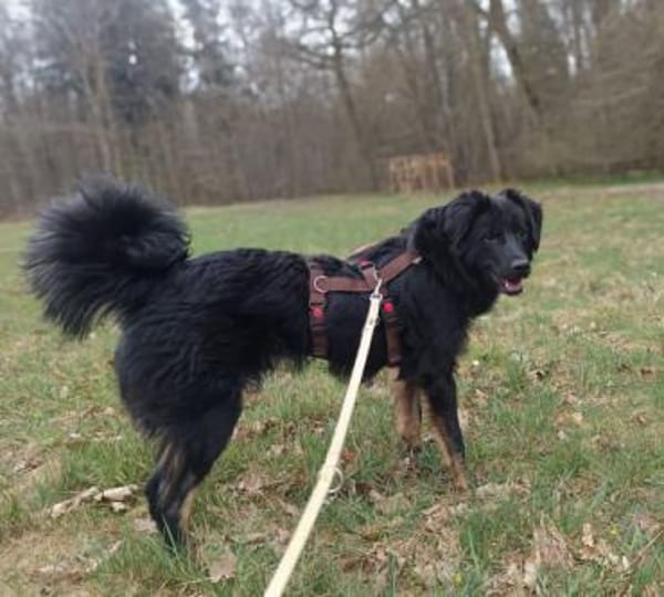 PUMPKIN -dufter Hundekumpel-