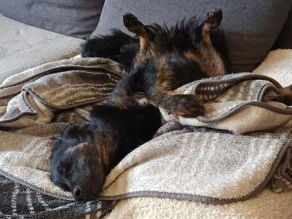 PUMPKIN -dufter Hundekumpel-