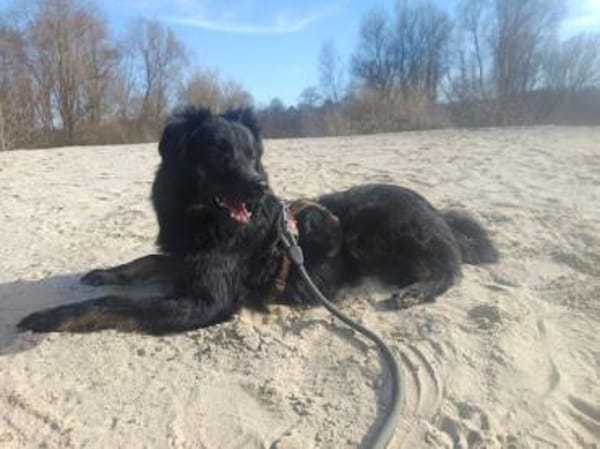 PUMPKIN -dufter Hundekumpel-