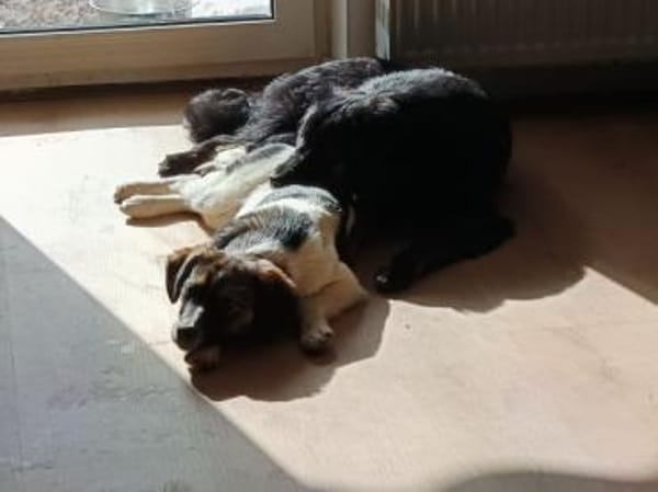 PUMPKIN -dufter Hundekumpel-