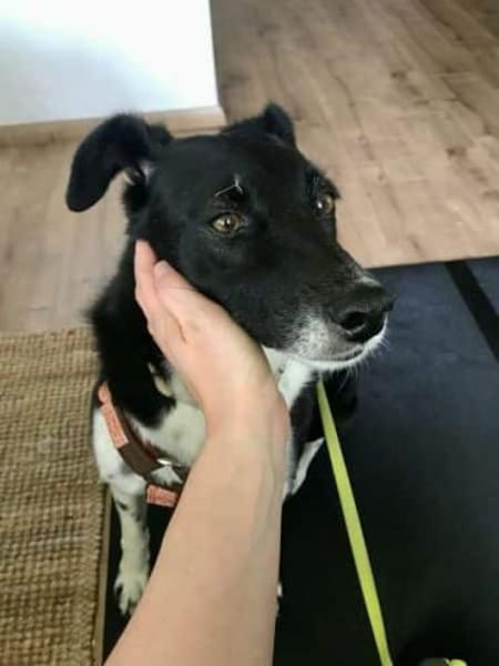 CARLOTTA -Sucht hundeerfahrenes Zuhause-