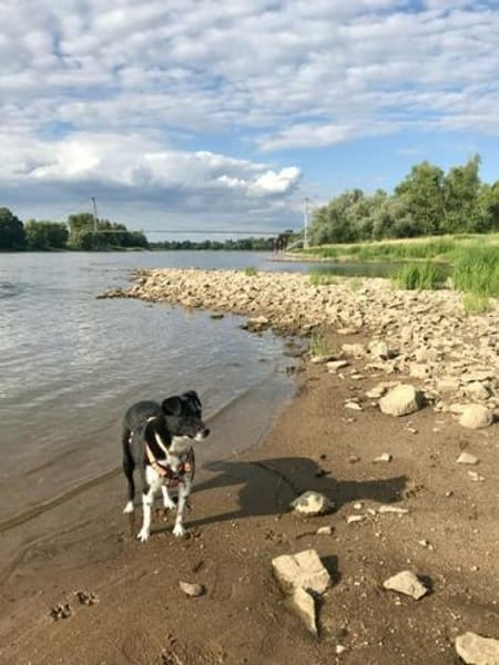 CARLOTTA -Sucht hundeerfahrenes Zuhause-