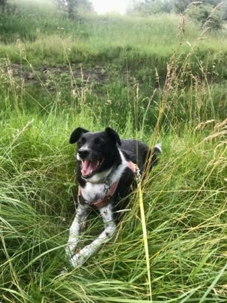 CARLOTTA -Sucht hundeerfahrenes Zuhause-