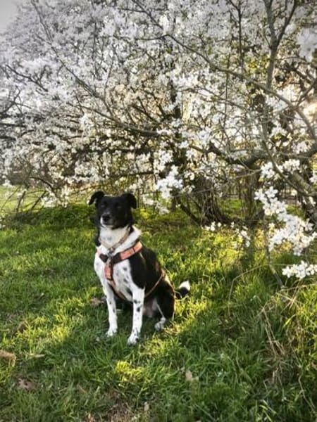 CARLOTTA -Sucht hundeerfahrenes Zuhause-