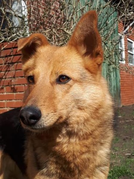 Yuki - schüchterne Schönheit