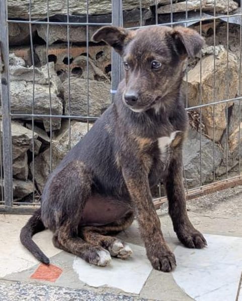 Kleine MINA sucht Mensch mit großem Herz