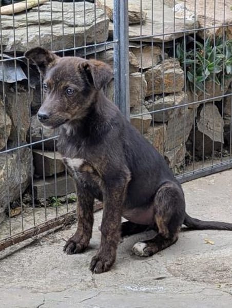 Kleine MINA sucht Mensch mit großem Herz