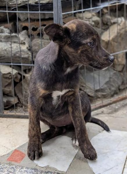 Kleine MINA sucht Mensch mit großem Herz