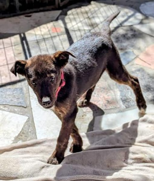 Kleine MINA sucht Mensch mit großem Herz