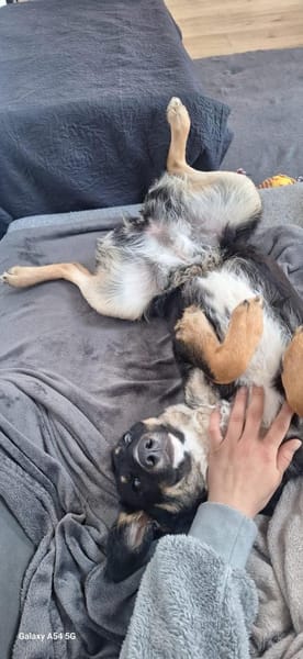 Elba sucht ihr für immer Körbchen! 💕