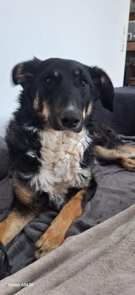 Elba sucht ihr für immer Körbchen! 💕