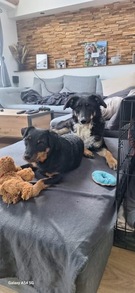 Elba sucht ihr für immer Körbchen! 💕