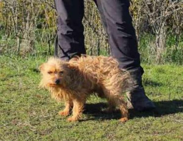 Giovanni su. erfahrene Besitzer