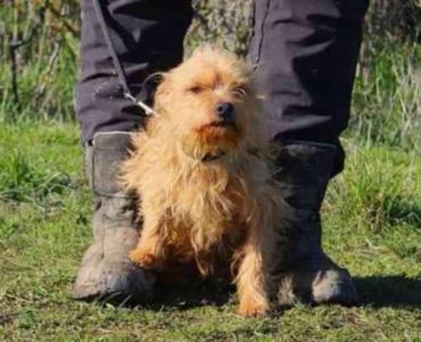 Giovanni su. erfahrene Besitzer