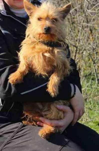 Giovanni su. erfahrene Besitzer