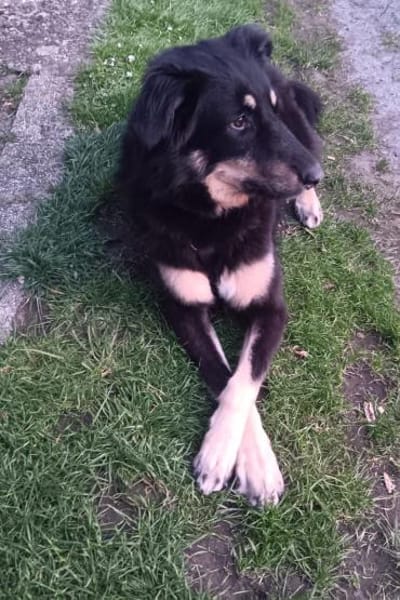 Benny auf Pflegestelle in Dortmund