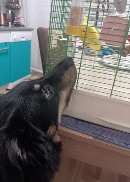 Benny auf Pflegestelle in Dortmund