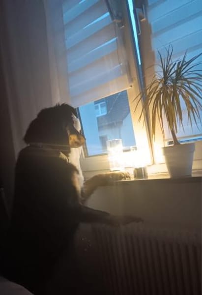 Benny auf Pflegestelle in Dortmund